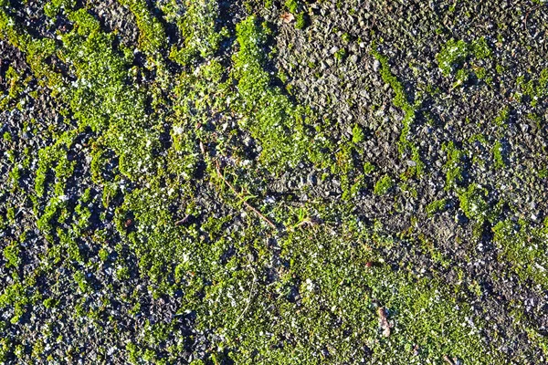 森林道路上の緑の苔でアスファルト表面 — ストック写真