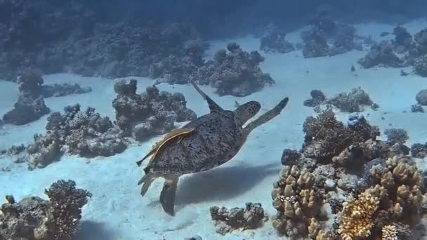 Bir Deniz Kaplumbağası Tropikal Sularda Zarif Bir Şekilde Süzülür — Stok video