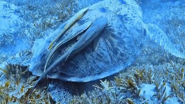 Μια Θαλάσσια Χελώνα Γλιστράει Κομψά Μέσα Από Τροπικά Νερά — Αρχείο Βίντεο
