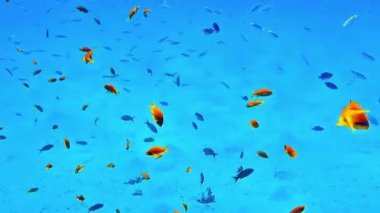 Bir tropikal balık sürüsü derin mavi okyanusun önünde dalış yaparken gözlemledi.