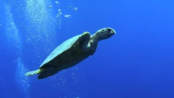 Bir Deniz Kaplumbağası Tropikal Sularda Zarif Bir Şekilde Süzülür — Stok video