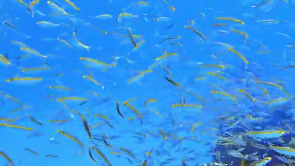 Uma Escola Peixes Tropicais Observou Mergulho Frente Oceano Azul Profundo — Vídeo de Stock