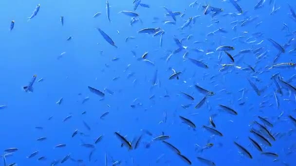 Bir Tropikal Balık Sürüsü Derin Mavi Okyanusun Önünde Dalış Yaparken — Stok video