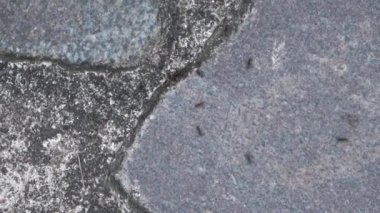 Etrafta koşuşturan kaldırım taşı zeminindeki çoklu karıncaların görüntüsünü kapat