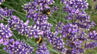 Yaban arıları, mor ve sarı çiçeklerin üzerinde bal topluyor.