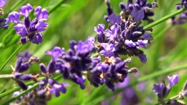 Les Bourdons Ramassant Miel Sur Des Fleurs Violettes Jaunes Gros — Video