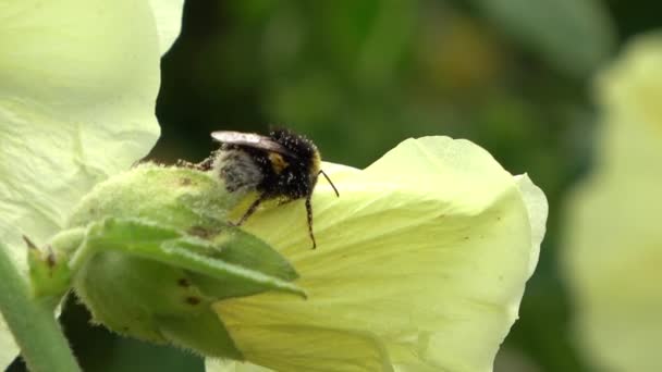 Bumble Méhek Gyűjtése Méz Lila Sárga Virágok Egy Közeli Viuew — Stock videók
