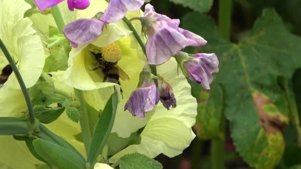 Les Bourdons Ramassant Miel Sur Des Fleurs Violettes Jaunes Gros — Video