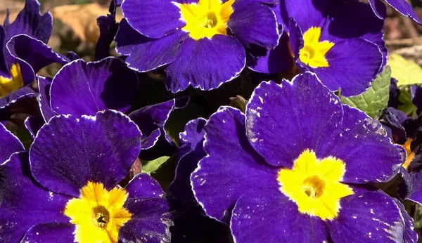 Purple Primrose Flower Bed Spring Concept — Stock Photo, Image