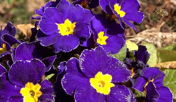 Bee Surrounding Purple Primrose Flower Bed Spring Concept — Stock Photo, Image
