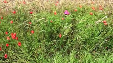 Güzel kırmızı gelincik çiçekleri Papaveroideae hasat edilen buğday tarlasının önünde rüzgarda hareket ediyor. 
