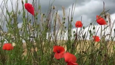 Güzel kırmızı gelincik çiçekleri Papaveroideae hasat edilen buğday tarlasının önünde rüzgarda hareket ediyor. 