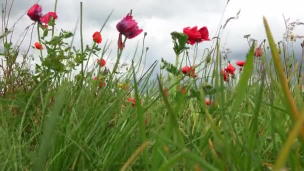 Beautiful Red Poppy Flowers Papaveroideae Moving Wind Front Harvested Wheat — Stock Video