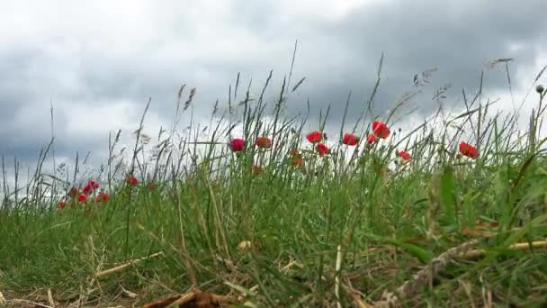 Яскраві Червоні Макові Квіти Папаверьойї Рухаються Вітром Перед Зібраним Полем — стокове відео