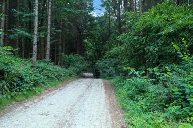 Yoğun yeşil bir ormana güzel bir manzara. Parlak güneş ışığı, derin gölgeler bırakıyor..