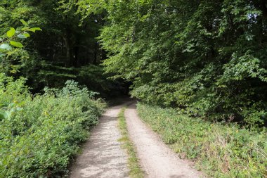 Yoğun yeşil bir ormana güzel bir manzara. Parlak güneş ışığı, derin gölgeler bırakıyor..