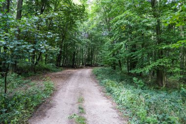 Yoğun yeşil bir ormana güzel bir manzara. Parlak güneş ışığı, derin gölgeler bırakıyor..