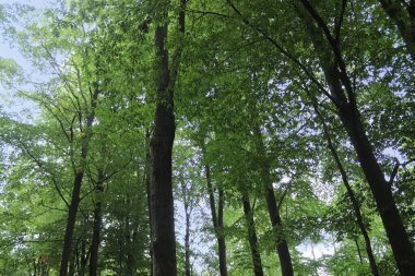 Yoğun yeşil bir ormana güzel bir manzara. Parlak güneş ışığı, derin gölgeler bırakıyor..