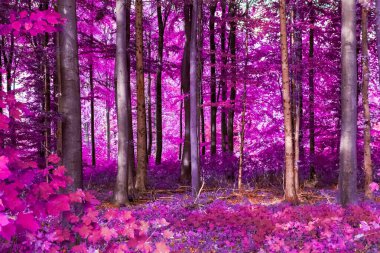 Ormanın güzel pembe ve mor kızılötesi manzarası