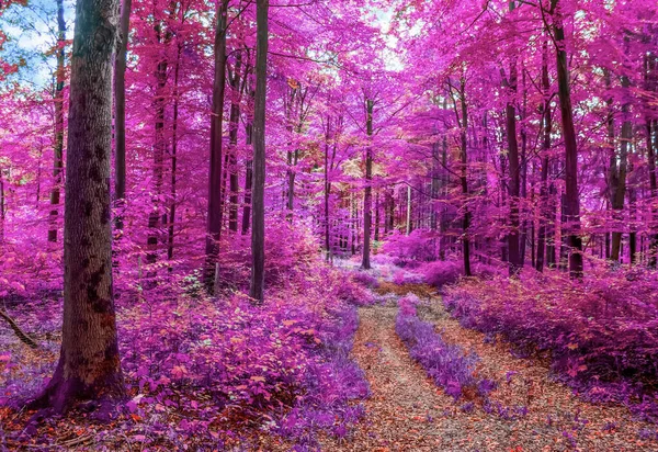 Krásné Růžové Fialové Infračervené Panorama Lesa — Stock fotografie