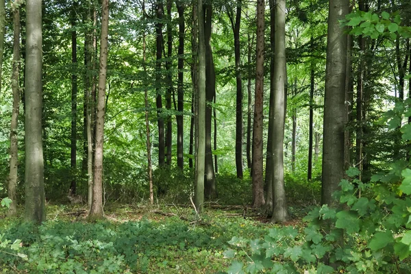 Vacker Utsikt Tät Grön Skog Med Starkt Solljus Som Kastar — Stockfoto