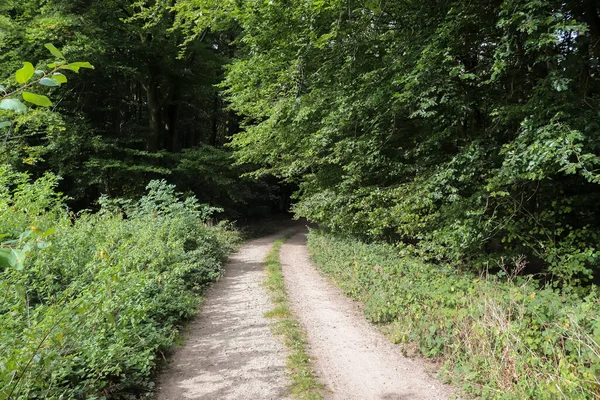 Yoğun yeşil bir ormana güzel bir manzara. Parlak güneş ışığı, derin gölgeler bırakıyor..