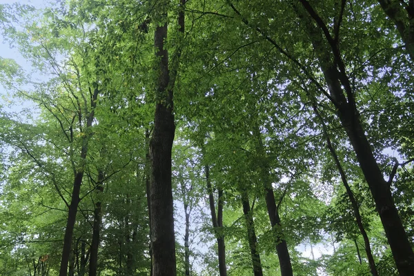 Yoğun yeşil bir ormana güzel bir manzara. Parlak güneş ışığı, derin gölgeler bırakıyor..