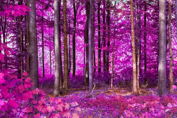 Hermoso Panorama Infrarrojo Rosa Púrpura Bosque —  Fotos de Stock