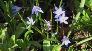 Bir arı mor iris çiçeklerinde nektar arar..