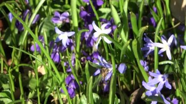 Bir arı mor iris çiçeklerinde nektar arar..