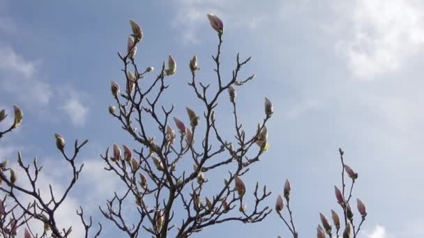 Piękne Wiśnie Kwitną Wiosną Tle Błękitnego Nieba — Wideo stockowe