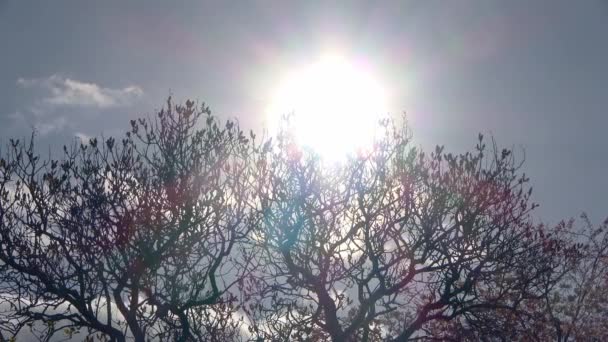 Проміжок Часу Встановлення Сонця Через Дерево Блакитне Небо — стокове відео