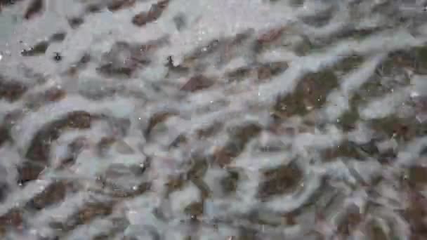 Krople Deszczu Tworzą Fale Kałuży Brukowanej Podłodze — Wideo stockowe