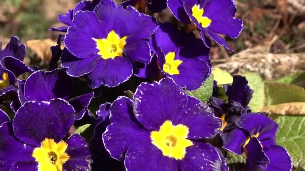 Çiçek Tarhında Mor Bir Çuha Çiçeğini Çevreleyen Arıya Yaklaş Bahar — Stok video