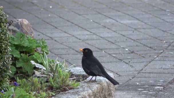 Primo Piano Merlo Nero Maschio Guardarsi Intorno — Video Stock