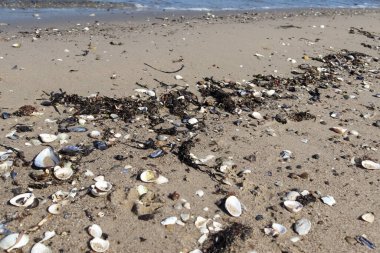 Yaz güneşinde kumsalda deniz kabukları - tatil arka planı