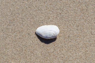 Yaz güneşinde kumsalda deniz kabukları - tatil arka planı