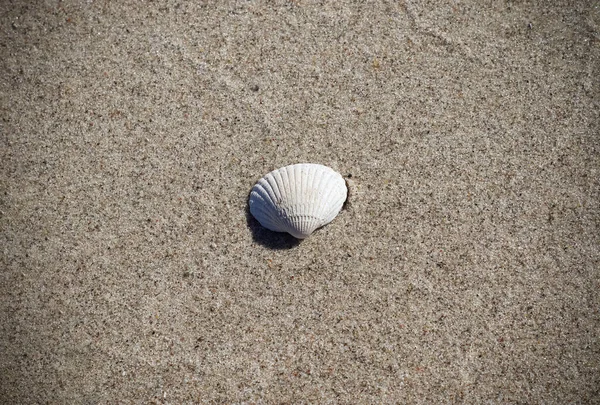 Conchas Areia Praia Sol Verão Fundo Férias — Fotografia de Stock