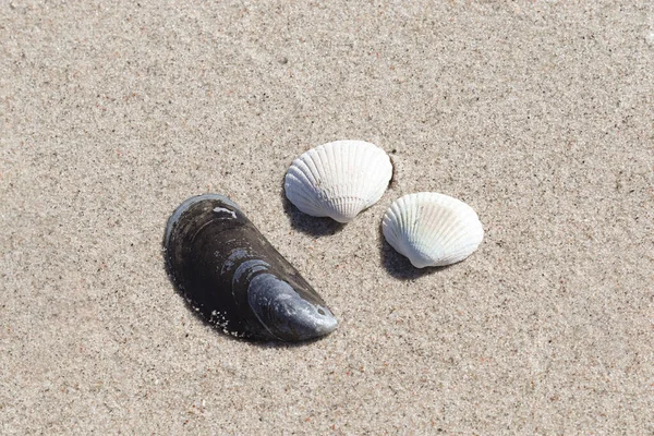 Shells Beach Sand Summer Sunshine Holiday Background — Stock Photo, Image