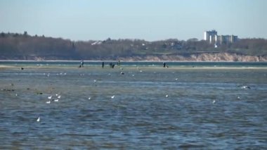 Güneşli bir günde Baltık Denizi sahilindeki bir kumsalda sayısız martı..