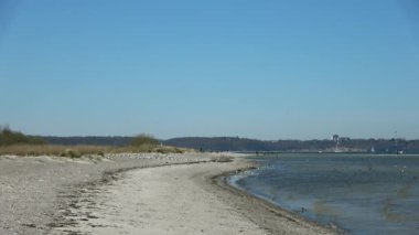 Güneşli bir günde Baltık Denizi sahilindeki bir kumsalda sayısız martı..