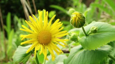 Güzel sarı yaz çiçekleri - leopar felaketi (Doronicum Orientale).