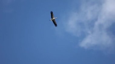 Mavi gökyüzünde uçan beyaz leylek (Ciconia ciconia).