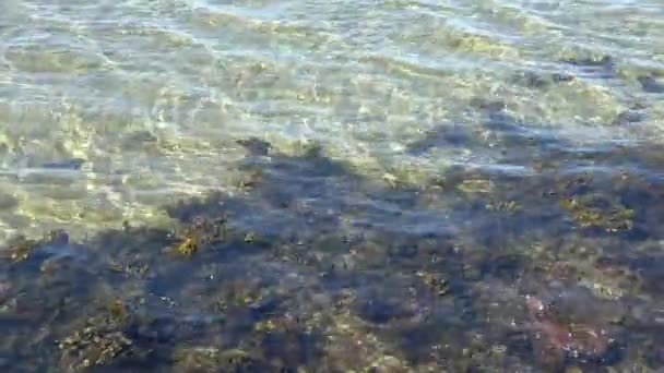 阳光明媚的日子里 海滩上海浪的低角度视图 — 图库视频影像
