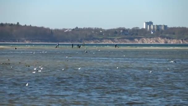 Numerous Seagulls Sandbank Beach Baltic Sea Sunny Day — Video