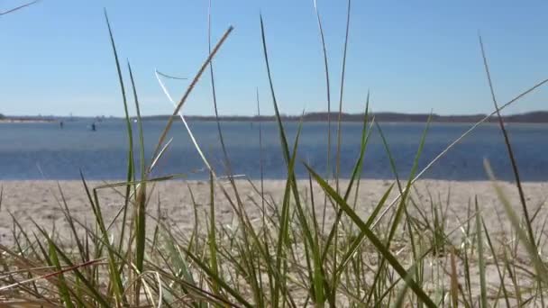 Güneşli Bir Günde Baltık Denizi Nin Kumlu Sahilindeki Çimlerin Arasından — Stok video