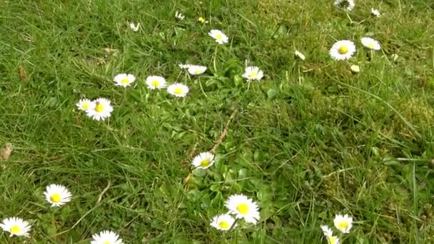 Spårning Skott Vita Och Rosa Tusensköna Blommor Grönt Gräs — Stockvideo