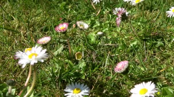 Tracking Shot White Pink Daisy Flowers Green Grass — стоковое видео