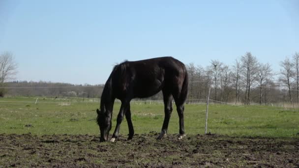 Kleine Weidegang Landbouwgebied — Stockvideo