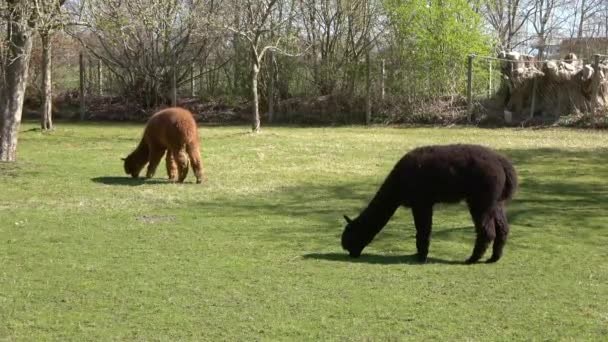 Close View Alpaca Grazing Green Grass — Vídeos de Stock